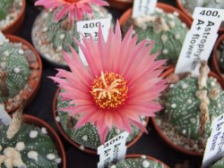 Astrophytum asterias X červený květ A red flower, akabana