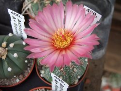Astrophytum asterias X červený květ A red flower, akabana - 12392628