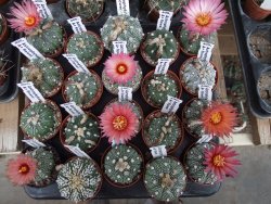 Astrophytum asterias X červený květ A red flower, akabana - 12392631