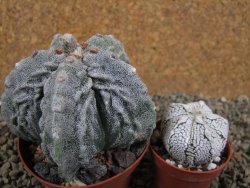 Astrophytum myriostigma fukurio XL pot 9 cm - 12392632