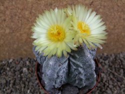 Astrophytum myriostigma fukurio XL pot 9 cm