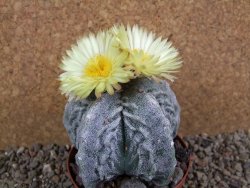Astrophytum myriostigma fukurio XL pot 9 cm - 12392635