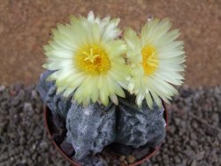 Astrophytum myriostigma fukurio XL pot 9 cm - 12392636