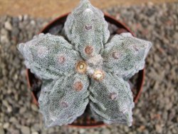 Astrophytum myriostigma fukurio XL pot 9 cm - 12392637