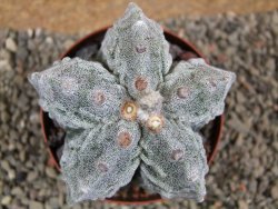 Astrophytum myriostigma fukurio XL pot 9 cm - 12392638