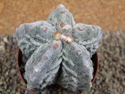 Astrophytum myriostigma fukurio XL pot 9 cm - 12392639