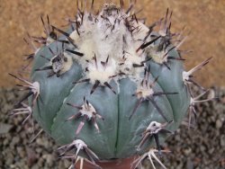 Echinocactus horizonthalonius La Apples, pot 9 cm