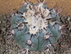 Echinocactus horizonthalonius La Apples, pot 9 cm - 12392741