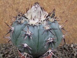 Echinocactus horizonthalonius La Apples, pot 9 cm - 12392742