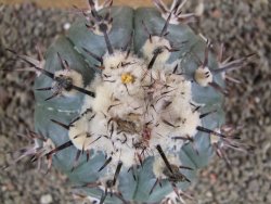 Echinocactus horizonthalonius La Apples, pot 9 cm - 12392743