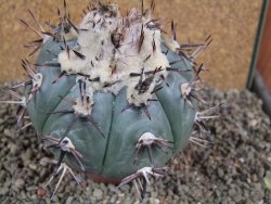 Echinocactus horizonthalonius La Apples, pot 9 cm - 12392744