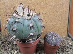 Echinocactus horizonthalonius La Apples, pot 9 cm - 12392746