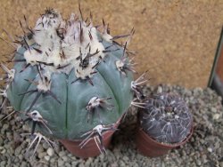 Echinocactus horizonthalonius La Apples, pot 9 cm - 12392747