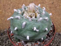 Lophophora difusa XXl pot 10,5 cm