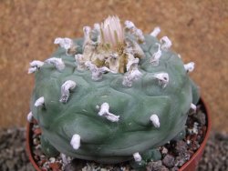 Lophophora difusa XXl pot 10,5 cm - 12392860