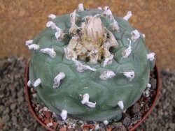 Lophophora difusa XXl pot 10,5 cm - 12392861