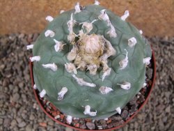 Lophophora difusa XXl pot 10,5 cm - 12392862