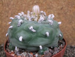 Lophophora difusa XXl pot 10,5 cm - 12392863