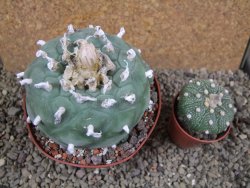 Lophophora difusa XXl pot 10,5 cm - 12392865