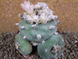 Lophophora difusa polycephala Vizaron XXl pot 10,5 cm