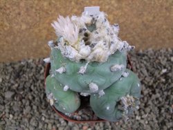 Lophophora difusa polycephala Vizaron XXl pot 10,5 cm - 12392867