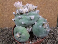 Lophophora difusa polycephala Vizaron XXl pot 10,5 cm - 12392868