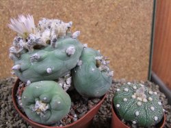 Lophophora difusa polycephala Vizaron XXl pot 10,5 cm - 12392869