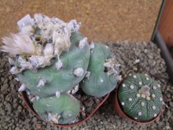 Lophophora difusa polycephala Vizaron XXl pot 10,5 cm - 12392870