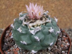 Lophophora viridescens pot 9 cm