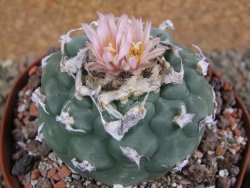 Lophophora viridescens pot 9 cm - 12392884