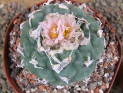 Lophophora viridescens pot 9 cm - 12392885