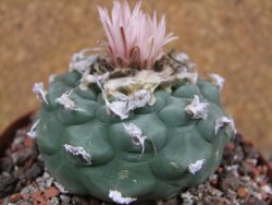 Lophophora viridescens pot 9 cm - 12392886