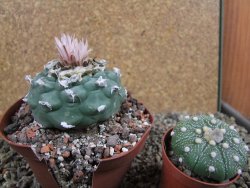 Lophophora viridescens pot 9 cm - 12392887