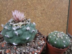 Lophophora viridescens pot 9 cm - 12392888