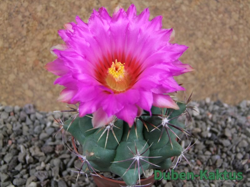 Thelocactus heterochromus Rodeo, Dur. pot 7 cm