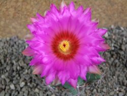 Thelocactus heterochromus Rodeo, Dur. pot 7 cm - 12392938