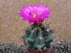 Thelocactus heterochromus Rodeo, Dur. pot 7 cm - 12392939