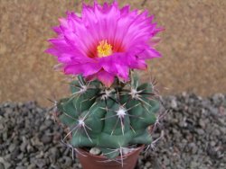 Thelocactus heterochromus Rodeo, Dur. pot 7 cm - 12392940