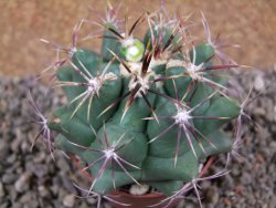 Thelocactus heterochromus Rodeo, Dur. pot 7 cm - 12392941