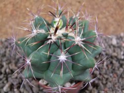 Thelocactus heterochromus Rodeo, Dur. pot 7 cm - 12392942