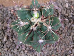 Thelocactus heterochromus Rodeo, Dur. pot 7 cm - 12392943