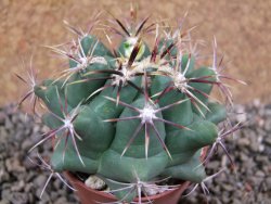 Thelocactus heterochromus Rodeo, Dur. pot 7 cm - 12392944