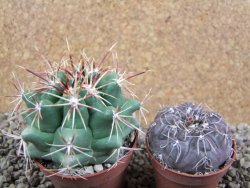 Thelocactus heterochromus Rodeo, Dur. pot 7 cm - 12392945