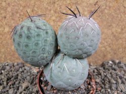 Tephrocactus geometricus pot 7 cm
