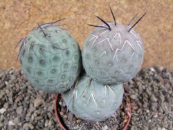 Tephrocactus geometricus pot 7 cm - 12392955
