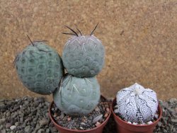 Tephrocactus geometricus pot 7 cm - 12392957