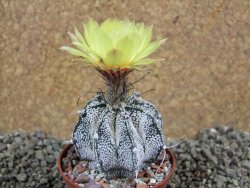 Astrophytum Super Kabuto hybrid, pot 5,5 cm