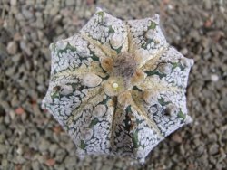 Astrophytum  Super Kabuto X red flower oibo akabana, pot 7 cm - 12393010