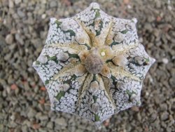 Astrophytum  Super Kabuto X red flower oibo akabana, pot 7 cm - 12393011