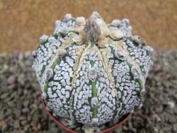 Astrophytum  Super Kabuto X red flower oibo akabana, pot 7 cm - 12393013